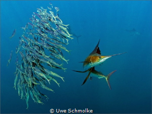 Sailfish hunting by Uwe Schmolke 